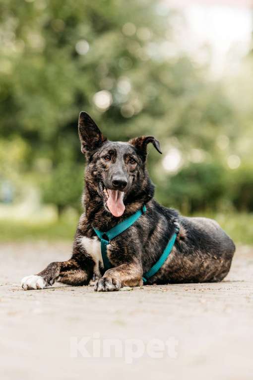 Собаки в Москве: Тигровый Орео в добрые руки Мальчик, Бесплатно - фото 2