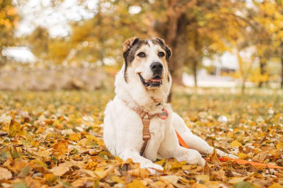 Собаки в Москве: Лана ищет дом Девочка, Бесплатно - фото 7