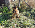 Собаки в Котельниково: ПОТЕРЯЛАСЬ СОБАКА (НЕМЕЦКАЯ ОВЧАРКА) Мальчик, Бесплатно - фото 2