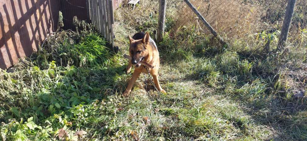 Собаки в Котельниково: ПОТЕРЯЛАСЬ СОБАКА (НЕМЕЦКАЯ ОВЧАРКА) Мальчик, Бесплатно - фото 2