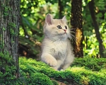 Кошки в Электростали: Шотландские котята редких золотых окрасов из питомника Cats-in-boots Мальчик, 60 000 руб. - фото 5