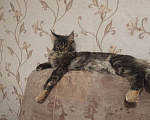 Кошки в Барнауле: Продажа котят Девочка, 25 000 руб. - фото 3