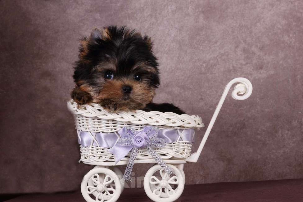 Собаки в Москве: Йоркширский терьер, курносая мини красотка Юджиния Девочка, 120 000 руб. - фото 10