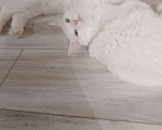 Кошки в других городах Красноярского края: !!!Потерялась кошка Полли!!!  Девочка, Бесплатно - фото 3