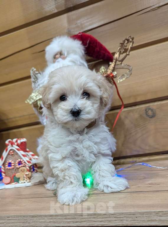 Собаки в Москве: Девочка мальтипу Девочка, Бесплатно - фото 6