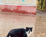 Кошки в Калуге: Ищу дом  Мальчик, 1 руб. - фото 1