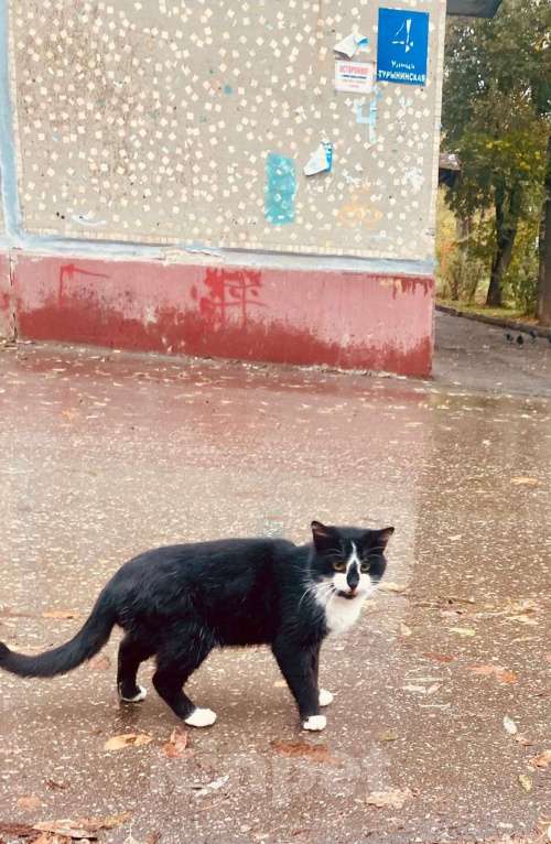 Кошки в Калуге: Ищу дом  Мальчик, 1 руб. - фото 1
