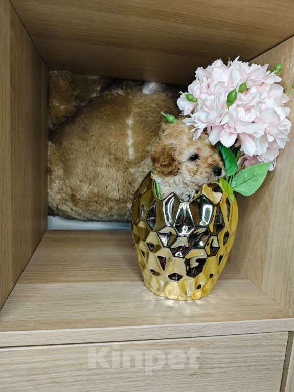 Собаки в Москве: Мальтипу мальчик  Мальчик, 69 999 руб. - фото 2