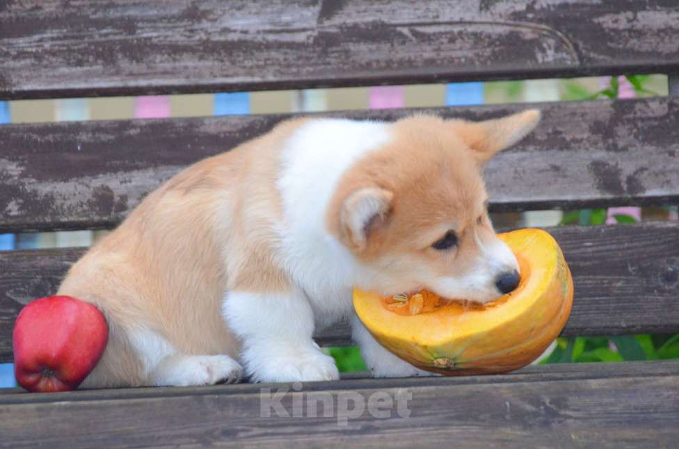 Собаки в Твери: Щенок Вельш Корги Пемброк Девочка, 50 000 руб. - фото 3