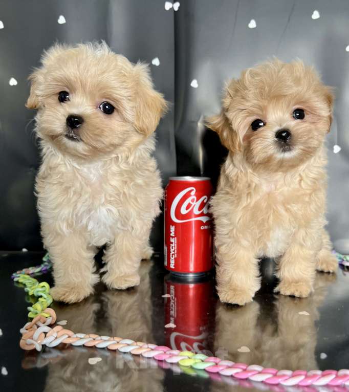 Собаки в Котельнике: Мальтипу ф 1 бишпу Пушон Тедди тикап пудель  Мальчик, 150 000 руб. - фото 2