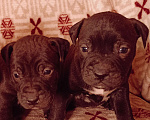 Собаки в Майском: Продам щенков Мальчик, 10 000 руб. - фото 4