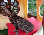 Кошки в Москве: Котик подросток шикарные розетки, 20 000 руб. - фото 4