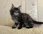 Кошки в Ливны: Котята Мейн Кун из питомника, 40 000 руб. - фото 6