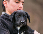 Собаки в Москве: 3 красивых щенка: метисы лабрадора и овчарки Мальчик, Бесплатно - фото 2