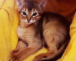 Кошки в Одинцово: Абиссинские котята Девочка, 20 000 руб. - фото 1