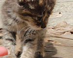Кошки в Краснодаре: Привезём котёнка даром  в добрые  руки, 1 руб. - фото 3