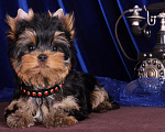 Собаки в Москве: Йоркширский ангелочек по кличке -Принц Лучик Сказочной Долины Мальчик, 60 000 руб. - фото 1