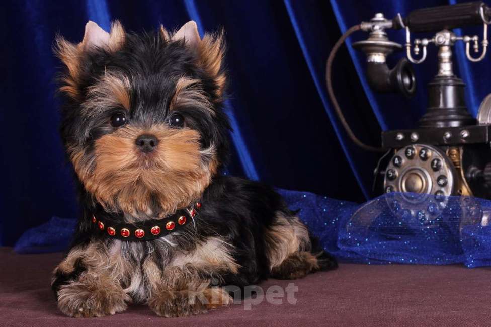 Собаки в Москве: Йоркширский ангелочек по кличке -Принц Лучик Сказочной Долины Мальчик, 60 000 руб. - фото 1