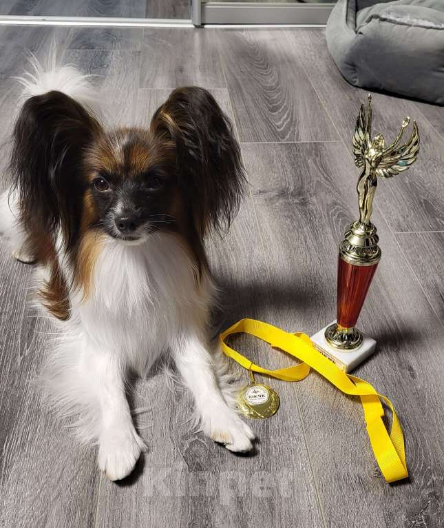 Собаки в Тюмени: Щенки собаки "бабочки" Разнополые, 50 000 руб. - фото 8