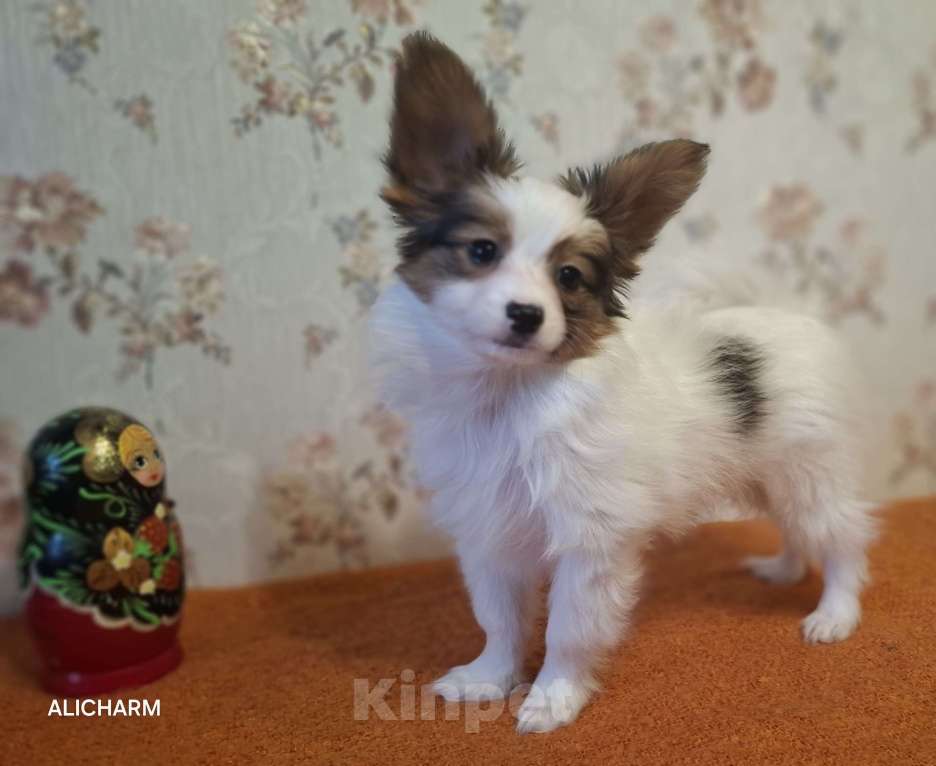 Собаки в Санкт-Петербурге: папийон мальчик Мальчик, Бесплатно - фото 3