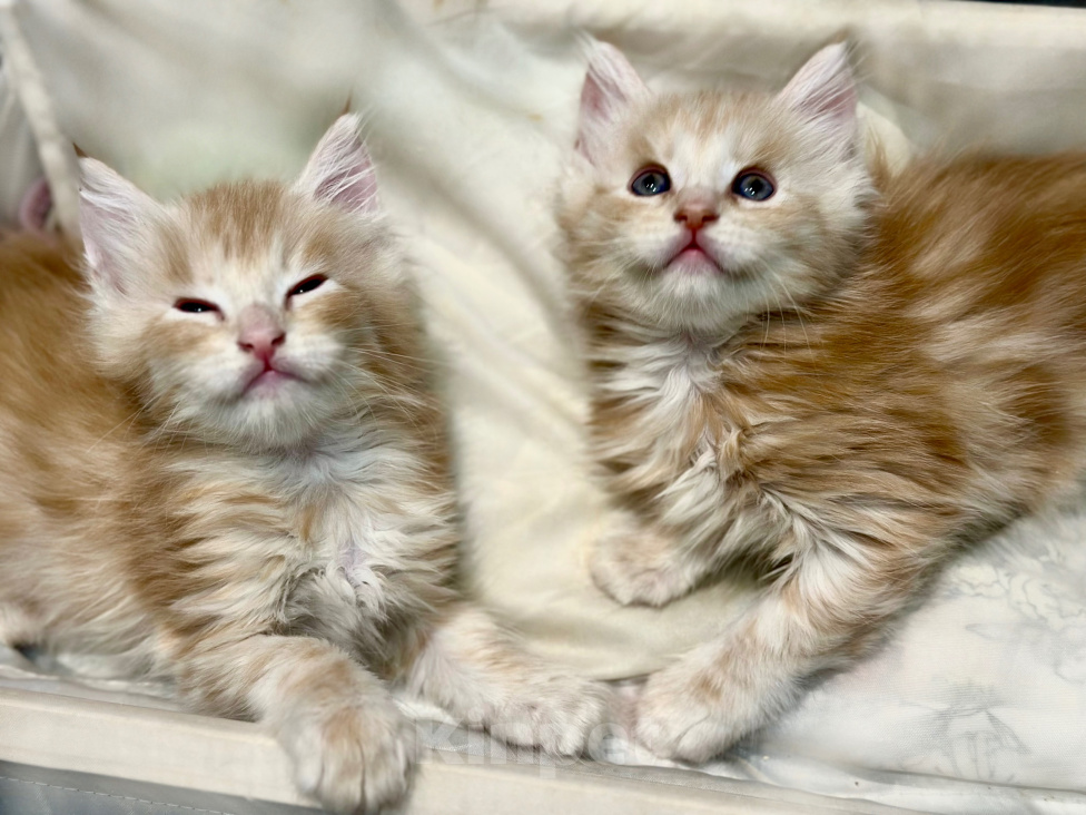 Кошки в Челябинске: Котята породы Мейн-кун Мальчик, 10 000 руб. - фото 3