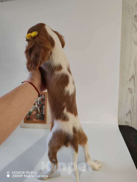 Собаки в других городах Московской области: Кавалер Кинг Чарльз спаниель, мальчик Мальчик, 60 000 руб. - фото 4