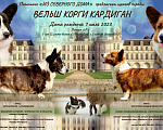 Собаки в Ухте: Взрослый вельш корги кардиган Мальчик, 20 000 руб. - фото 2