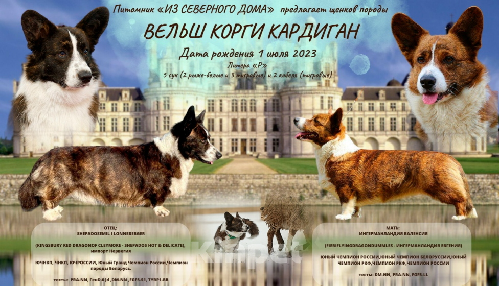 Собаки в Ухте: Взрослый вельш корги кардиган Мальчик, 20 000 руб. - фото 2