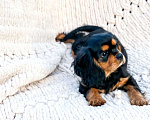 Собаки в Балашихе: Кавалер кинг чарльз спаниель- девочка Девочка, 120 000 руб. - фото 1
