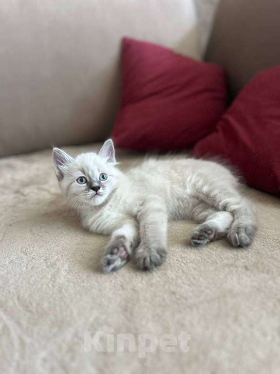 Кошки в Йошкаре-Оле: Котята породы Невская маскарадная Мальчик, 8 000 руб. - фото 3