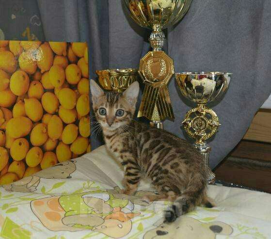 Кошки в Москве: Бенгальские чемпионы, 15 000 руб. - фото 1
