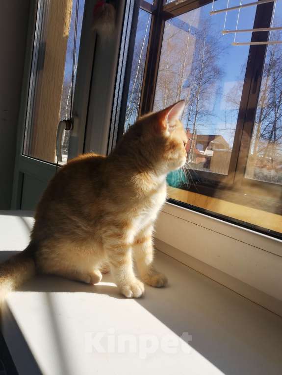 Кошки в Москве: Шотландские котята  Девочка, 15 000 руб. - фото 3