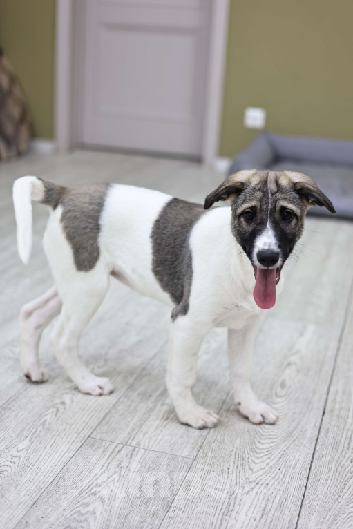 Собаки в Москве: Щенок бесплатно Москва Девочка, Бесплатно - фото 7