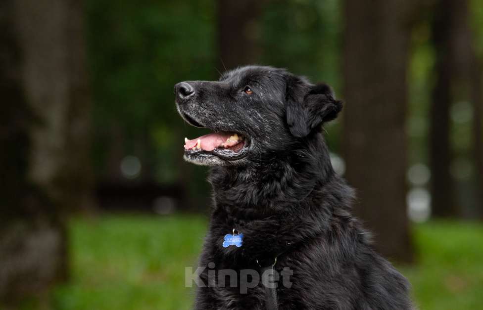 Собаки в других городах Московской области: Спокойный мишка Мальчик, Бесплатно - фото 6