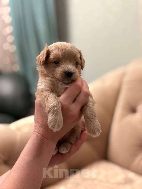 Собаки в Пензе: Мальчик Гучи Мальчик, 150 000 руб. - фото 3