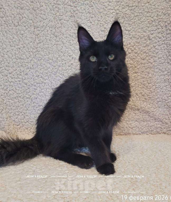 Кошки в других городах Ленинградской области: Кошка мейн-кун X’Chanel Raksi Line Девочка, Бесплатно - фото 3