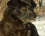 Собаки в Москве: В добрые руки  Мальчик, Бесплатно - фото 1
