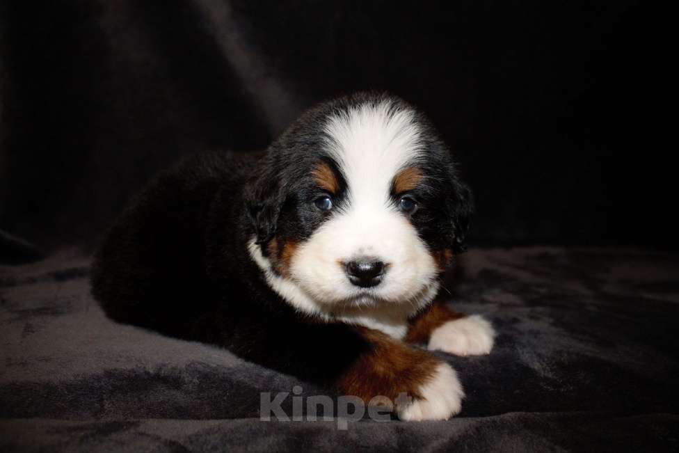 Собаки в других городах Московской области: Бернский зенненхунд Девочка, 50 000 руб. - фото 2