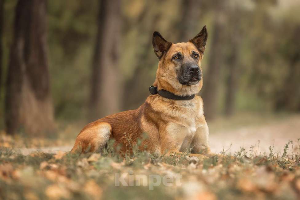 Собаки в Москве: Рыжик Мальчик, Бесплатно - фото 3