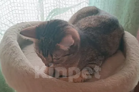 Кошки в Новосибирске: Отдам кошечку в добрые руки Девочка, Бесплатно - фото 2