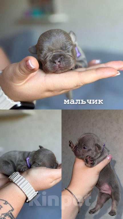 Собаки в Ростове-на-Дону: малыши французского бульдога  Мальчик, 50 000 руб. - фото 4