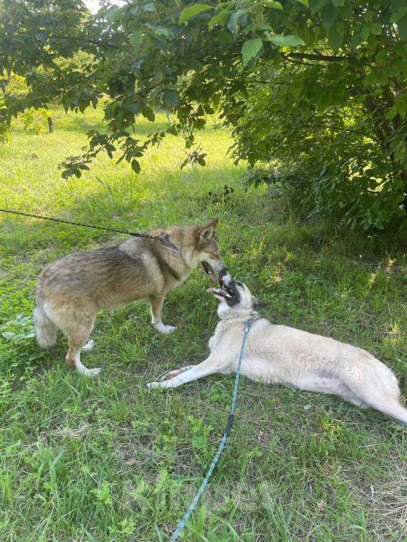 Собаки в других городах Краснодарского края: Мама с дочкой в дар только вместе метисы хаски и лабрадора Девочка, Бесплатно - фото 8