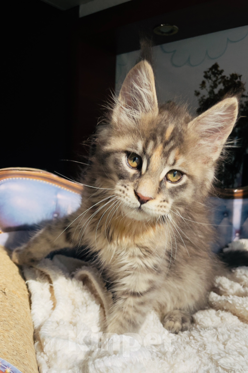 Кошки в Чайковском: Предлагаются к резерву котята породы  Мейн-кун Девочка, 45 000 руб. - фото 4