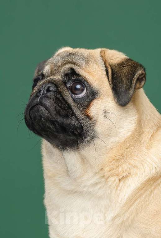 Собаки в Ижевске: Мопсы Девочка, 50 000 руб. - фото 5