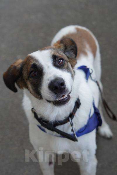 Собаки в Москве: Познакомьтесь с невероятно спокойным и умным Арни!  Мальчик, Бесплатно - фото 3