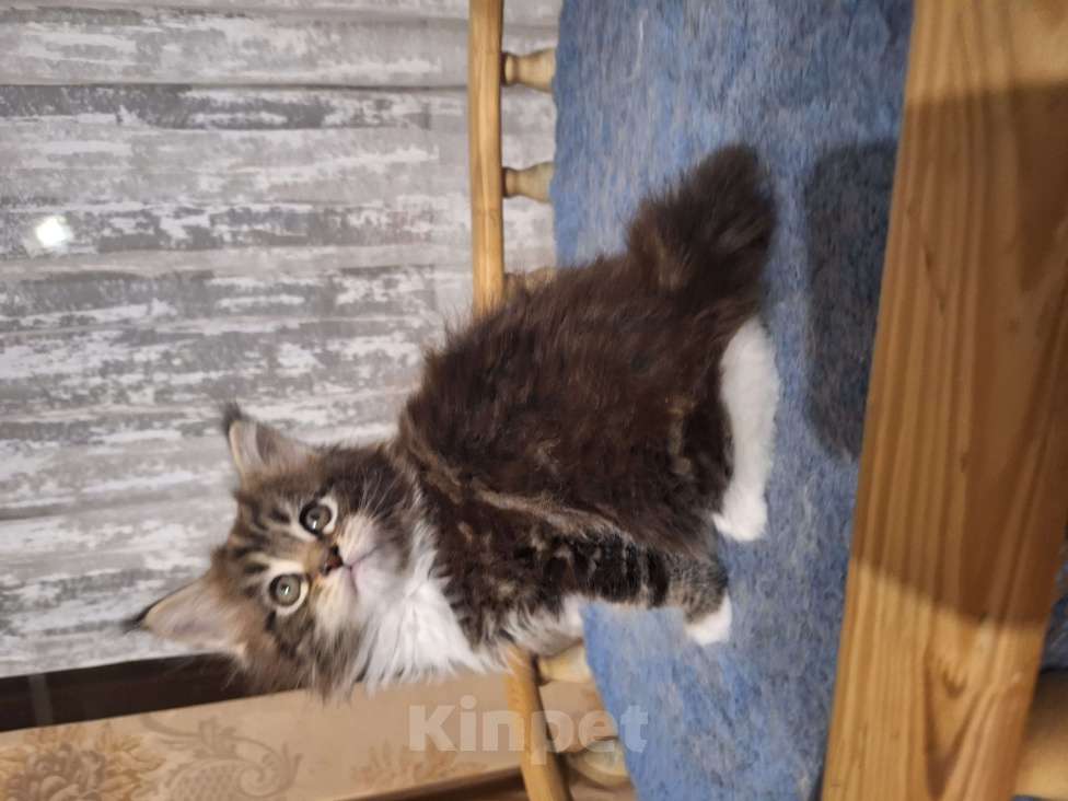 Кошки в Москве: Котята мейн кун Мальчик, 30 000 руб. - фото 2