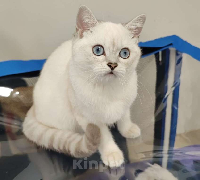 Кошки в Москве: Арнольд - шотланский короткошерстный с родословной Мальчик, 30 000 руб. - фото 1