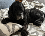 Собаки в Уфе: отдам американского кокер спаниеля в добрые руки Мальчик, Бесплатно - фото 3