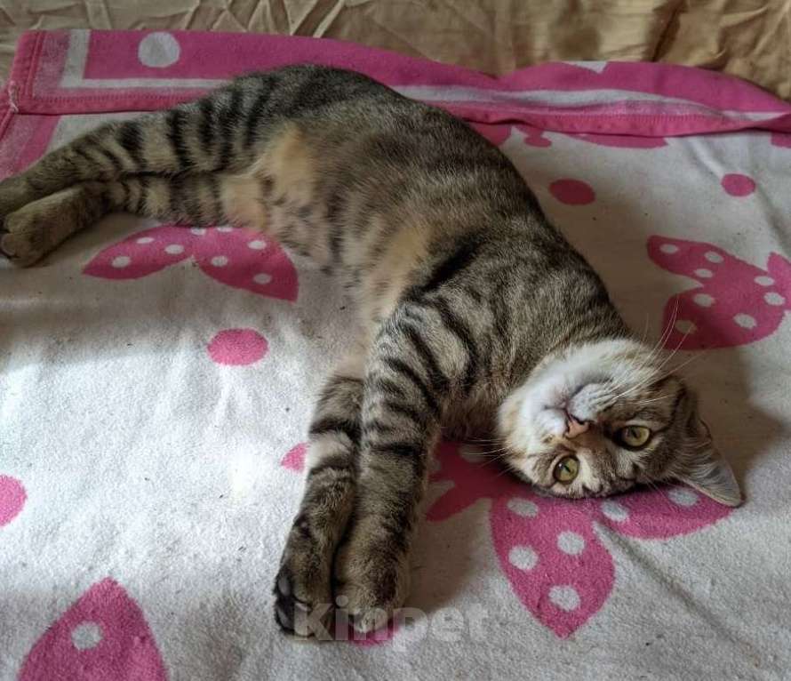 Кошки в Москве: Полосатик в дар Мальчик, Бесплатно - фото 4