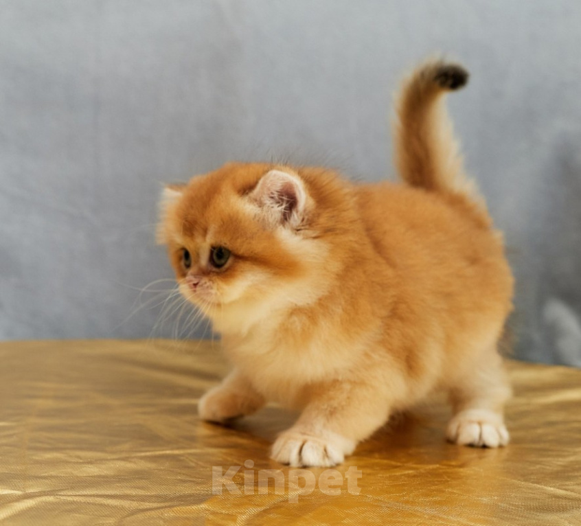 Кошки в Челябинске: Британский котенок Мальчик, Бесплатно - фото 1